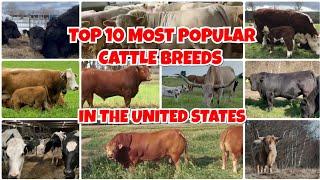 TOP 10 MOST POPULAR CATTLE BREEDS IN THE UNITED STATES