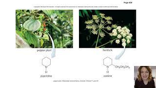 Plant Alkaloids