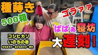 【種まき作業】ひーちゃん大遅刻！コシヒカリやいのちの壱などの種を蒔くお手伝いに挑戦！（RICE IS COMEDY®︎）