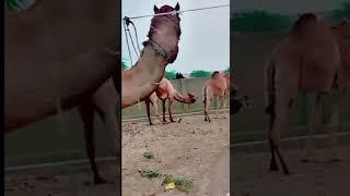 Desert Camels wives #camel #share #animals