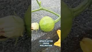 UPDATE SA KALABASA AFTER CROSS POLLINATION