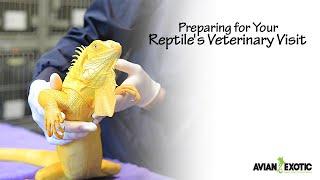 Preparing for Your Reptile's Veterinary Visit