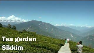 Tea Gardens in Sikkim | Sikkim Tourism