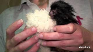 Black lion tamarin birth at Durrell Wildlife park