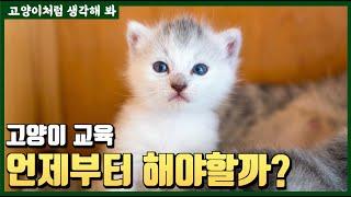 고양이 교육은 언제부터 해야할까?