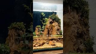  DIY Waterfall Paludarium That Will Wow Everyone!
