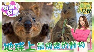 【on.cc東網】動物世界︰短尾矮袋鼠笑容甜入心　摸一摸罰款近一萬港元！