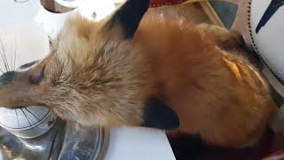 Alice the fox. The cultured fox tastes tableware.