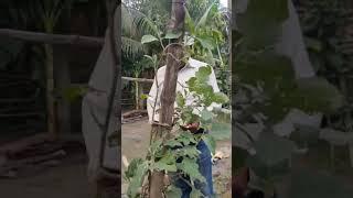 Brinjal's Leaf & Twigs are affected by Mealy Bug #Kitchen Garden# Vegetables#shortsviral