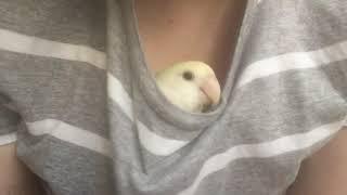 Lovebirds try to nest in my shirt