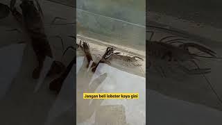Jangan Beli Lobster Seperti Ini‼️Budidaya Lobster Air Tawar Pemula