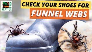 Funnel Web Spider Season IS HERE | Australian Reptile Park