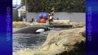 Tourist's Camera Rolls Seconds Before Killer Whale Attacks SeaWorld Trainer