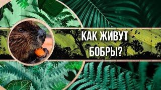 Как живут бобры и как долго находятся под водой?