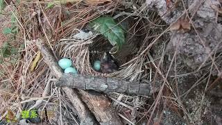 The cuckoo bird pushed out three bird eggs, and I put the eggs back into the nest杜鹃鸟把3颗鸟蛋推出来，我把蛋放回鸟窝