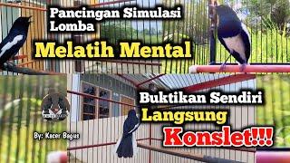 Simulasi Lomba Kacer | Melatih Mental Burung Kacer | Membangkitkan Jiwa Fighter | Agar Kacer Konslet