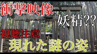 【衝撃映像】視聴注意！妖精？ハッキリと写ってしまった謎の姿※二度と見られない超激レア映像※パワースポット神社に現れた正体は⁇