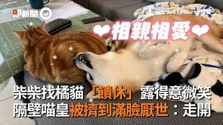 柴犬燦笑找橘貓「饋休」　喵皇被擠到滿臉厭世｜狗｜寵物｜毛小孩