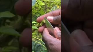 Simplest technique to grafting croton #shorts #grafting #croton