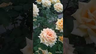 Роза Бриллиантовый юбилей