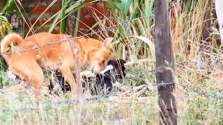 RuralDogs in Middle Village Rhodesian Ridgeback Vs Canaan Dog in Summer