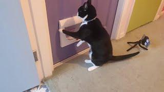 Breaking Through a Locked Cat Flap | Manchester Moggies