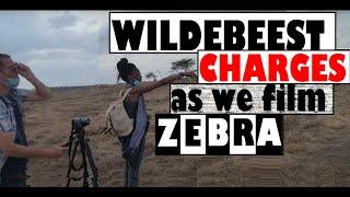 Wildebeest charges while we try to film Zebra