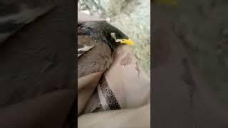 Mynah Bird death | Innocent Birds #shorts #viralvideo #mynabird #birdsshort