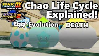 Chao Life Cycle Explained! (Sonic Adventure DX and Sonic Adventure 2 Battle)