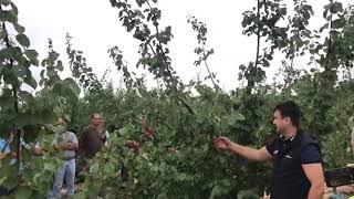 Poda manual del albaricoquero de la gama Flopria de PSB Producción Vegetal