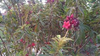 Abdullah Attari New video
