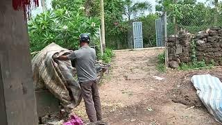 Chia sẻ dê con tiêu chảy cấp - Ù sáng nuôi dê