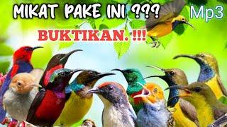 Mp3 Suara Pikat Burcil Sederhana, tapi bikin semua burung ngumpul