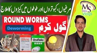 Zentel | Albendazole for Poultry | How to Deworm Chickens | Poultry Deworming | MSpetsVlogs