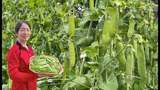 How to grow snow peas from seeds. The best ones to grow are Oregon giant sugar snap peas.