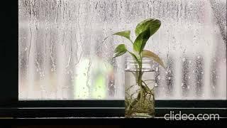 RAIN SOUNDS FOR SLEEPING- SLEEP IN LESS THAN 5 MINS