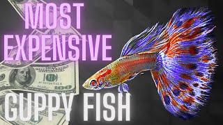 Most Expensive Guppy Fish – All You Need to Know