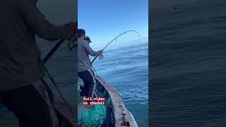 Monster size grouper caught from boat trolling method. Best to target Big fishes #fishingtechniques