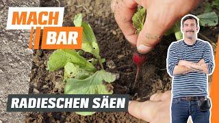 Radieschen säen & anbauen – Tipps für dein Gemüsebeet  | OBI