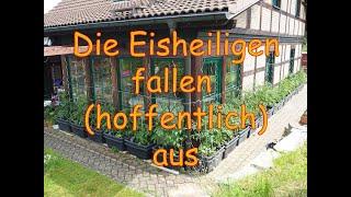 Tomatenanbau Guide 15 - Alles nach draußen/ Der Frost ist (hoffentlich) vorbei