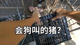 会狗叫的猪？吃狗饭的羊？都什么卧龙凤雏？