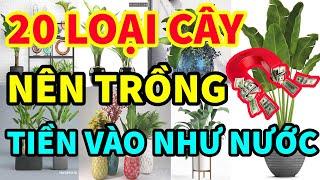 Đặt Những Cây Cảnh Phong Thủy này trong nhà sẽ khiến Gia Chủ Tiền Vào Như Nước! 0989349119