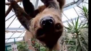 Sloths are too cute