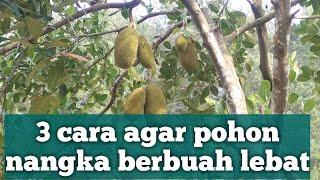 CARA POHON NANGKA CEPAT BERBUAH