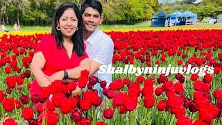 Beauty of Tulips| A visit to the largest tulip garden in Uk|മലയാളം വ്ലോഗ് |#norfolk tulips uk