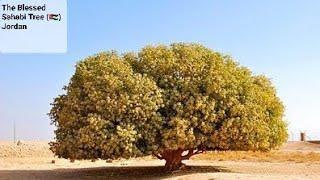 The Blessed Tree Living Sahabi!!!