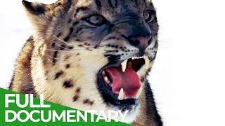 Wildcats - Asia | Free Documentary Nature