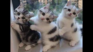  Funny kittens for a good mood!!  Full version of the new video is available on the new Baraban-TV