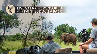 LIVE Safari Sponsored by the Painteddog.tv Pack | 28 April 2024