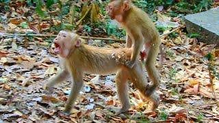 So Lovely monkey l And Funny Monkeys